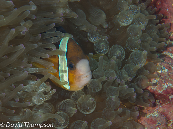 %_tempFileName2012-07-06_1_Pura_Island_Board_Room%20(7)%