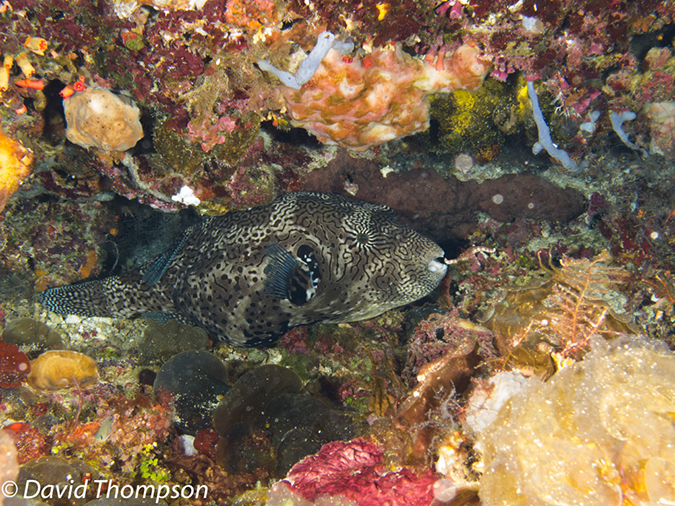 %_tempFileName2012-07-06_3_Buaya_Island_Croodile_Cave%20(23)%