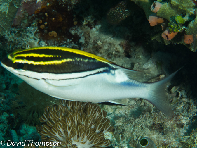 %_tempFileName2012-07-06_3_Buaya_Island_Croodile_Cave%20(36)%