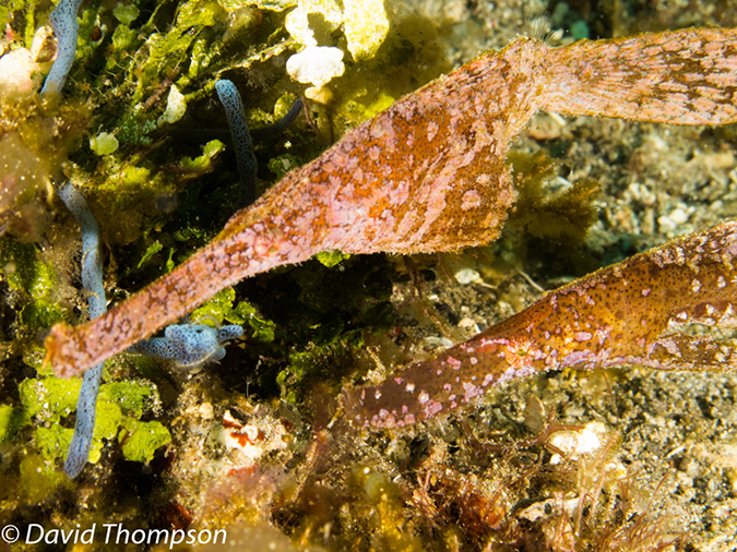 %_tempFileName2012-07-07_1_Kawula_Island_Sizzler%20(18)%