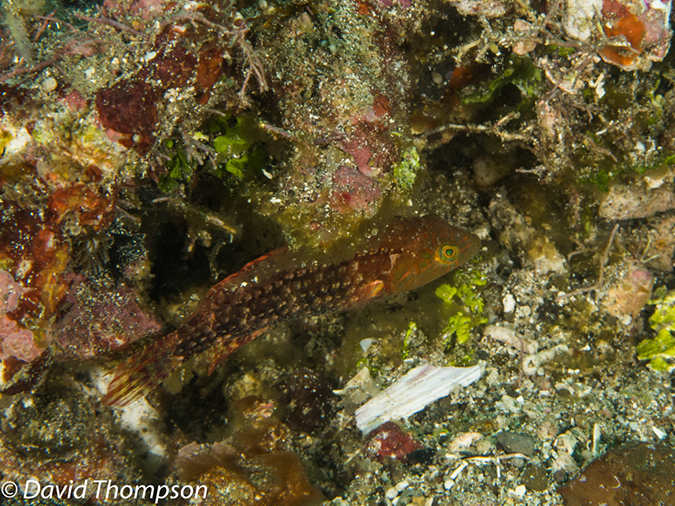 %_tempFileName2012-07-07_1_Kawula_Island_Sizzler%20(21)%