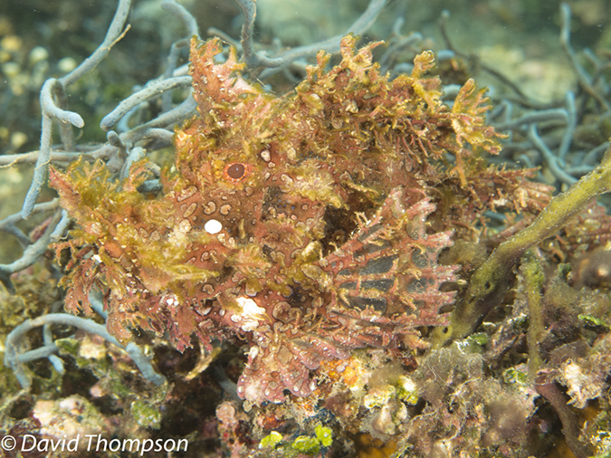 %_tempFileName2012-07-07_1_Kawula_Island_Sizzler%20(31)%