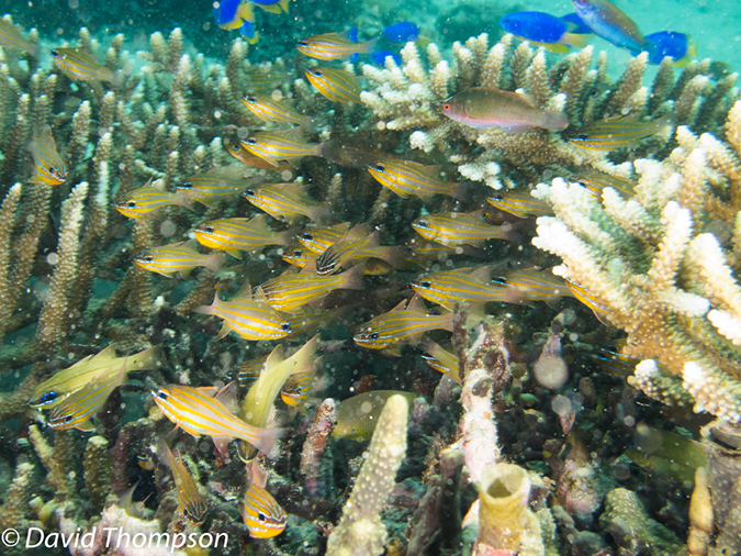 %_tempFileName2012-07-07_1_Kawula_Island_Sizzler%20(57)%