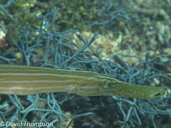 %_tempFileName2012-07-07_1_Kawula_Island_Sizzler%20(76)%