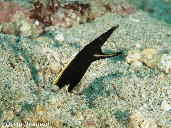 %_tempFileName2012-07-07_2_Kawula_Island_Sizzler%20(33)%