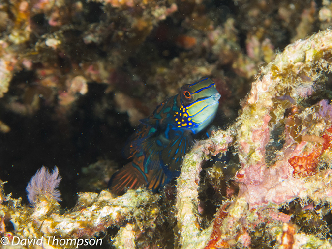 %_tempFileName2012-07-07_3_Kawula_Island_Sizzle_Manderin_Fish%20(11)%