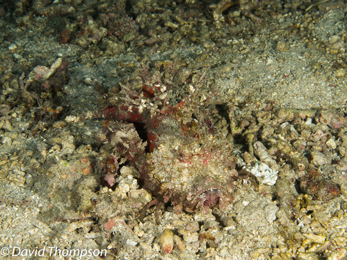 %_tempFileName2012-07-07_3_Kawula_Island_Sizzle_Manderin_Fish%20(13)%