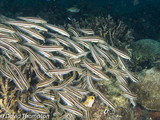 %_tempFileName2012-07-07_3_Kawula_Island_Sizzle_Manderin_Fish%20(16)%