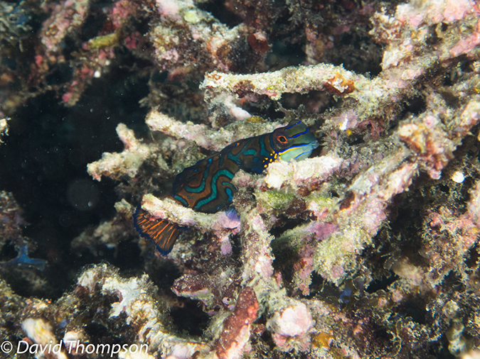 %_tempFileName2012-07-07_3_Kawula_Island_Sizzle_Manderin_Fish%20(19)%