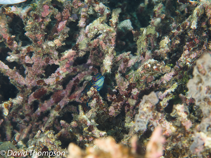 %_tempFileName2012-07-07_3_Kawula_Island_Sizzle_Manderin_Fish%20(31)%