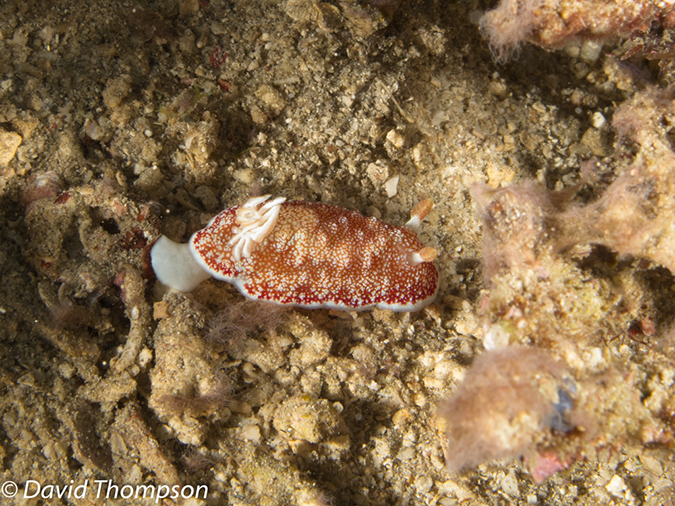 %_tempFileName2012-07-07_3_Kawula_Island_Sizzle_Manderin_Fish%20(7)%