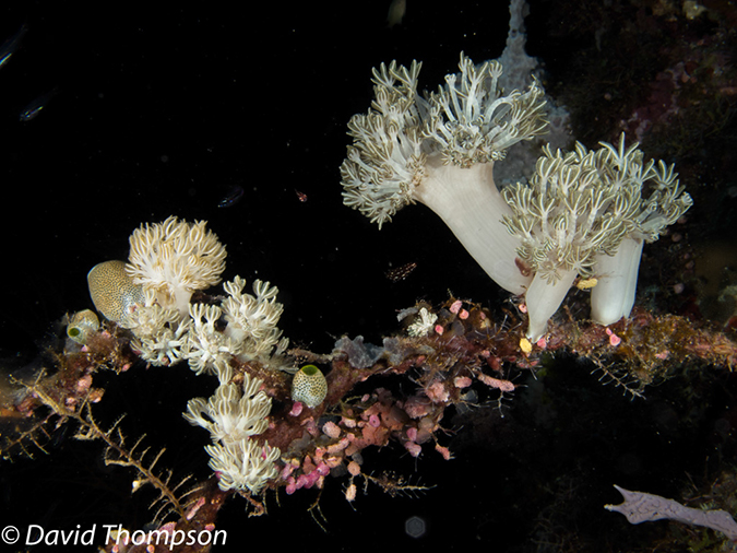 %_tempFileName2012-07-08_1_Maumere_Bay_Palau_Bali%20(1)%