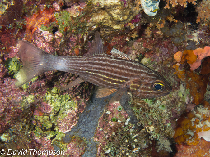 %_tempFileName2012-07-08_1_Maumere_Bay_Palau_Bali%20(12)%