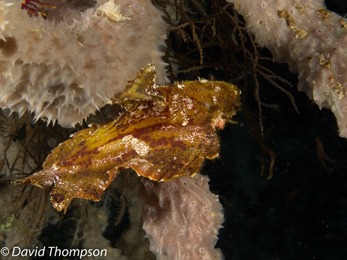 %_tempFileName2012-07-08_1_Maumere_Bay_Palau_Bali%20(16)%