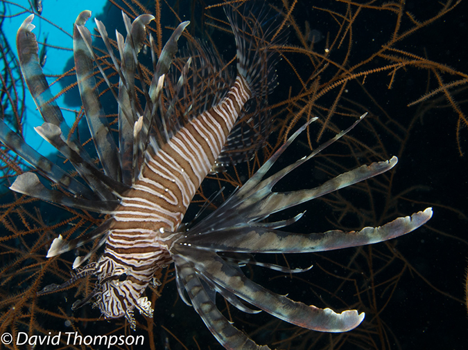 %_tempFileName2012-07-08_1_Maumere_Bay_Palau_Bali%20(2)%