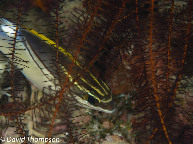 %_tempFileName2012-07-08_1_Maumere_Bay_Palau_Bali%20(22)%
