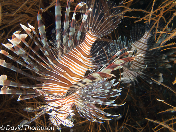 %_tempFileName2012-07-08_1_Maumere_Bay_Palau_Bali%20(4)%