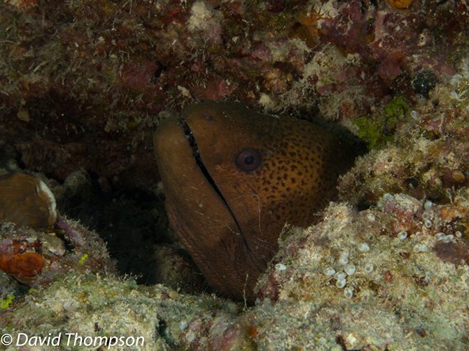 %_tempFileName2012-07-08_2_Maumere_Bay_Pengabatang_Island%20(20)%