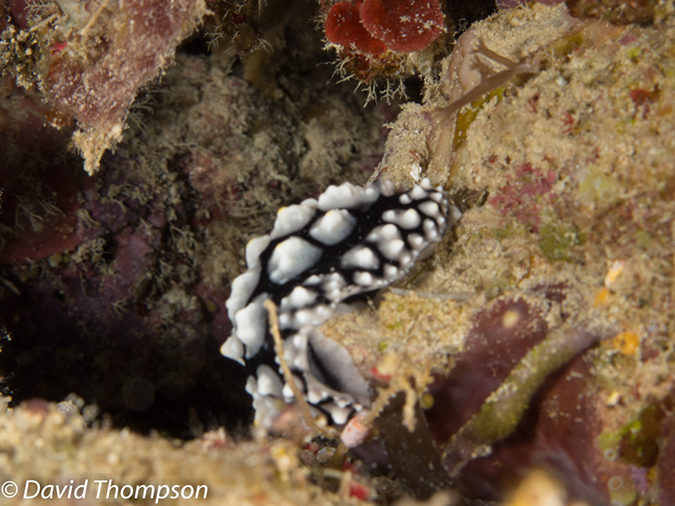 %_tempFileName2012-07-08_2_Maumere_Bay_Pengabatang_Island%20(23)%