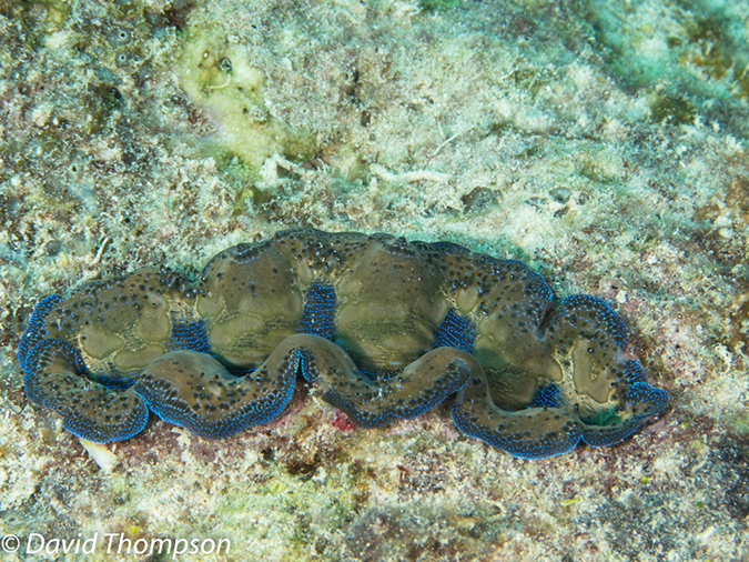 %_tempFileName2012-07-08_2_Maumere_Bay_Pengabatang_Island%20(3)%