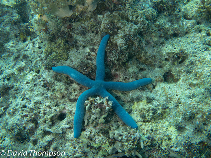 %_tempFileName2012-07-08_2_Maumere_Bay_Pengabatang_Island%20(43)%