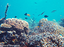 %_tempFileName2012-06-30_1_Kawula_Island_Naira_Bay%20(95)%