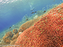 %_tempFileName2012-07-01_1_Pantar_Island_French_WIndow%20(49)%