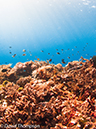 %_tempFileName2012-07-01_1_Pantar_Island_French_WIndow%20(55)%