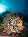 %_tempFileName2012-07-01_2_Ternate_Island_Babylon%20(20)%