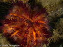 %_tempFileName2012-07-01_3_Alor_Island_Kalaabahi_Bay_Mucky_Mosque%20(106)%