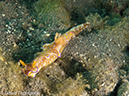 %_tempFileName2012-07-01_3_Alor_Island_Kalaabahi_Bay_Mucky_Mosque%20(124)%