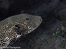 %_tempFileName2012-07-01_3_Alor_Island_Kalaabahi_Bay_Mucky_Mosque%20(23)%