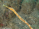 %_tempFileName2012-07-01_3_Alor_Island_Kalaabahi_Bay_Mucky_Mosque%20(99)%