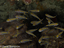 %_tempFileName2012-07-02_1_Pura_Island_Pakyans_Vilage%20(27)%