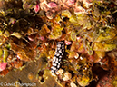 %_tempFileName2012-07-02_1_Pura_Island_Pakyans_Vilage%20(32)%