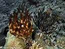 %_tempFileName2012-07-02_1_Pura_Island_Pakyans_Vilage%20(4)%