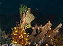 %_tempFileName2012-07-02_1_Pura_Island_Pakyans_Vilage%20(55)%