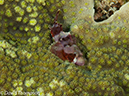 %_tempFileName2012-07-02_1_Pura_Island_Pakyans_Vilage%20(66)%