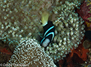 %_tempFileName2012-07-02_2_Pantar%20Island_Red_Wall%20(10)%