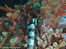 %_tempFileName2012-07-02_2_Pantar%20Island_Red_Wall%20(25)%