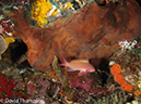 %_tempFileName2012-07-02_2_Pantar%20Island_Red_Wall%20(31)%