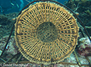 %_tempFileName2012-07-02_2_Pantar%20Island_Red_Wall%20(46)%