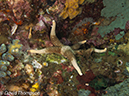 %_tempFileName2012-07-02_2_Pantar%20Island_Red_Wall%20(50)%