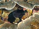 %_tempFileName2012-07-02_2_Pantar%20Island_Red_Wall%20(78)%