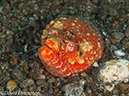 %_tempFileName2012-07-02_3_Pantar_Island_Beang_Abang_Bay%20(19)%