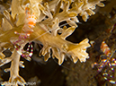 %_tempFileName2012-07-02_3_Pantar_Island_Beang_Abang_Bay%20(33)%