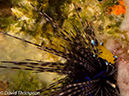 %_tempFileName2012-07-02_3_Pantar_Island_Beang_Abang_Bay%20(42)%
