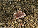 %_tempFileName2012-07-02_3_Pantar_Island_Beang_Abang_Bay%20(5)%
