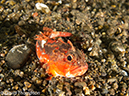 %_tempFileName2012-07-02_4_Pantar_Island_beang_Abang_Bay%20(29)%