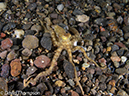 %_tempFileName2012-07-02_4_Pantar_Island_beang_Abang_Bay%20(3)%
